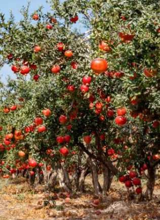 Pomegranates need crop nutrients for satisfactory growth & quality harvest.