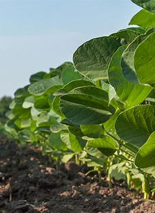 FMC Herbicides help you control the toughest, most resistant weeds.