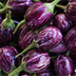 Brinjal is one of the most common tropical vegetables grown in India.