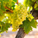 India is among the first ten countries in the world in the production of grape.