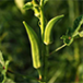 India is the largest producer and consumer of Okra in the world.