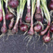 Indian Onions are famous for their pungency and are available round the year.