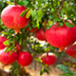 Pomegranate is grown in tropical and subtropical regions of the world.