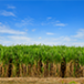 Sugarcane is a perennial grass of the family Poaceae, primarily cultivated for its juice.