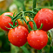 Tomato is grown almost in all states of India and is grown throughout the year.