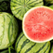 Watermelon is a plant species in the family Cucurbitaceae.