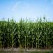 sorghum
