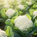 Cauliflower