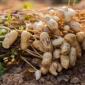 Growing Groundnut in India