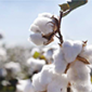Growing Cotton in India