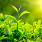 India is one of the largest tea producers in the world.