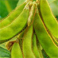 Growing Soybean in India