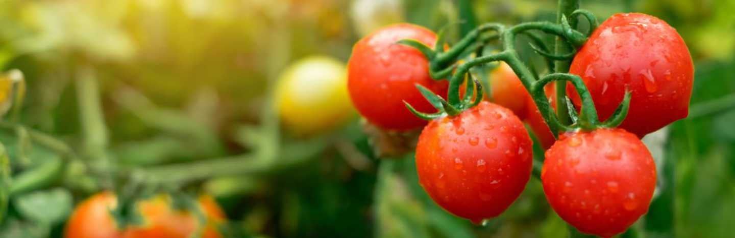 Growing tomatoes in India