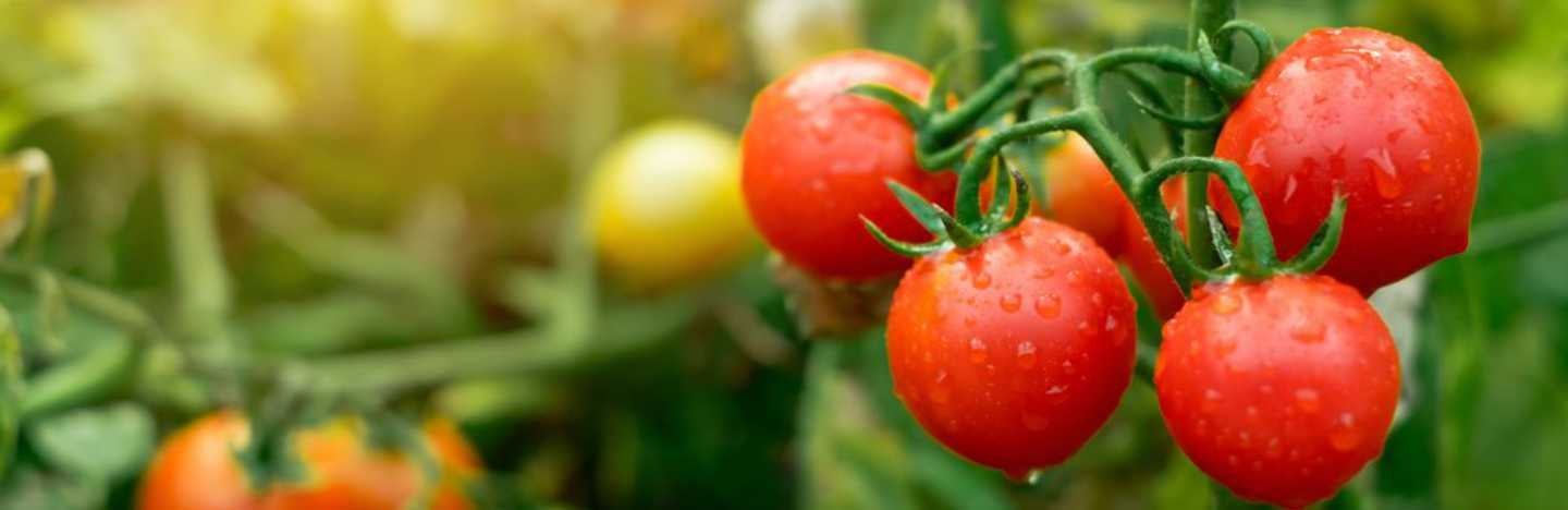 FMC offers a robust portfolio of Crop Protection & Nutrition solutions for Tomato.
