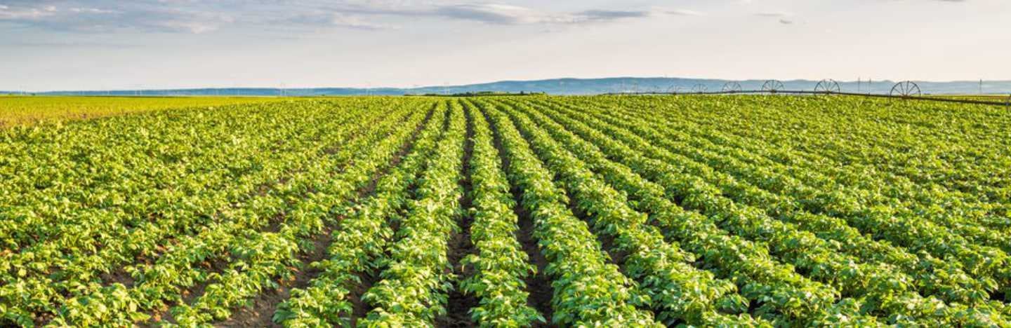 AgroPages-The French Vilmorin rise to the world rank of vegetable