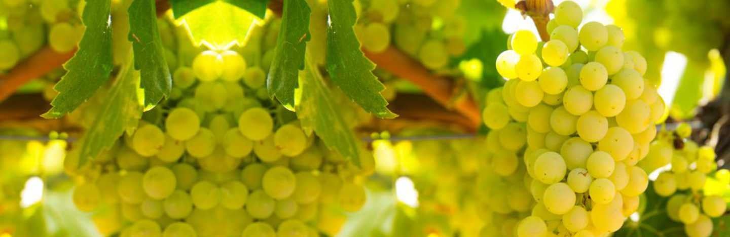 FMC offers a robust portfolio of Crop Protection & Nutrition solutions for Grapes.
