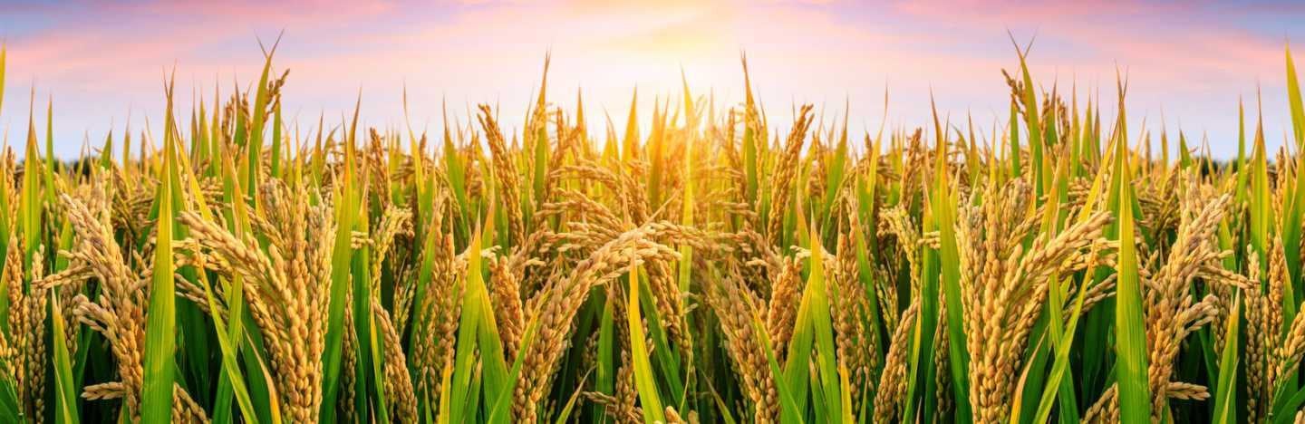 एफएमसी चावल की फसल की सुरक्षा और पोषण समाधानों के लिए सर्वश्रेष्ठ उत्पाद प्रदान करता है।