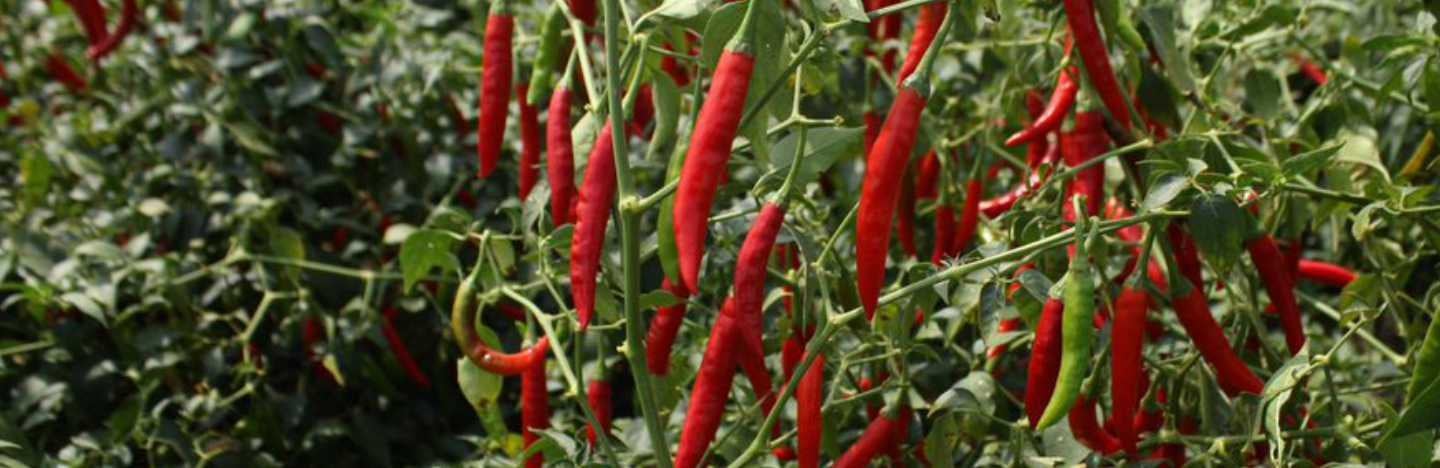 FMC offers a robust portfolio of Crop Protection & Nutrition solutions for Chili.