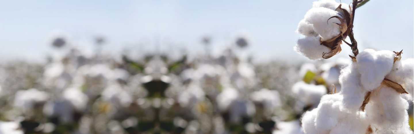 FMC offers a robust portfolio of Crop Protection & Nutrition solutions for Cotton.