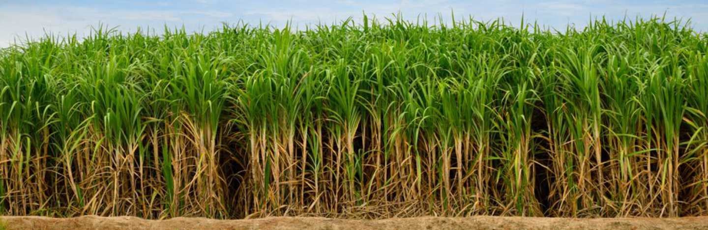 Growing Sugarcane in India