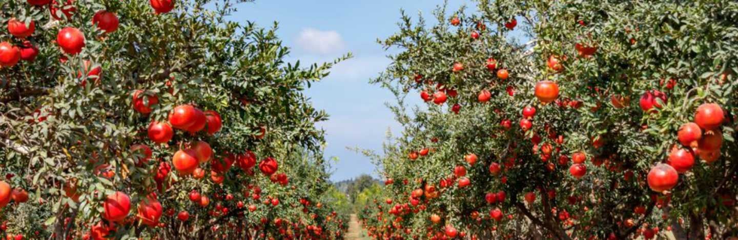 Pomegranates need crop nutrients for satisfactory growth & quality harvest.