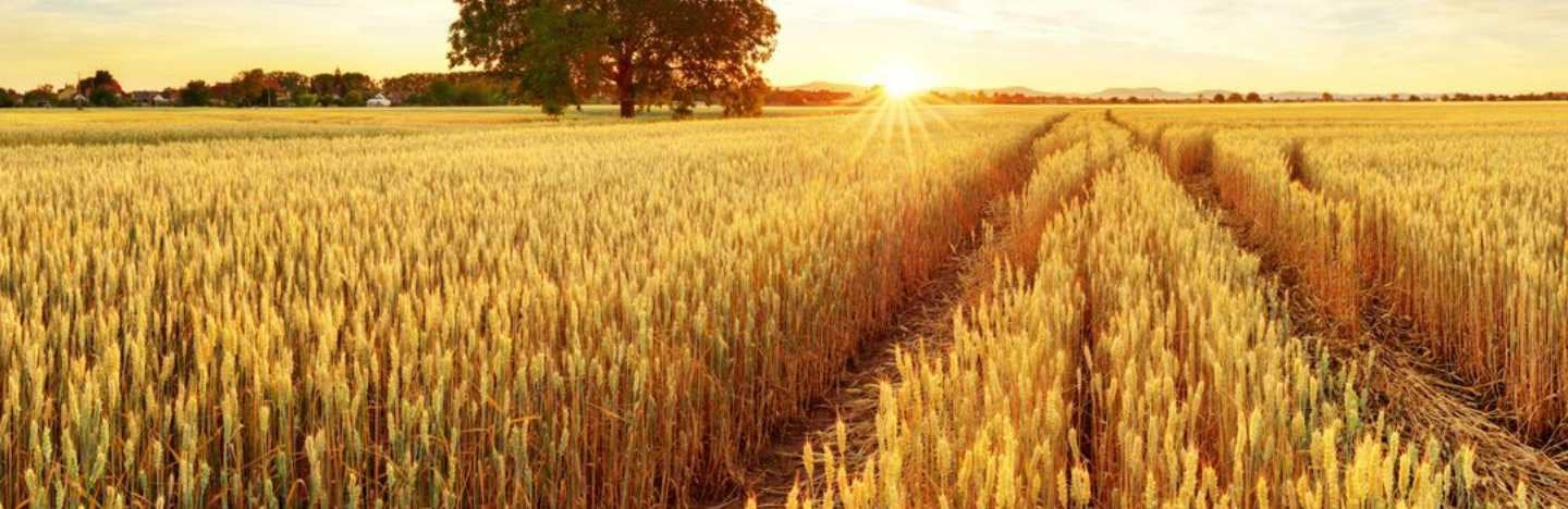 Wheat in India