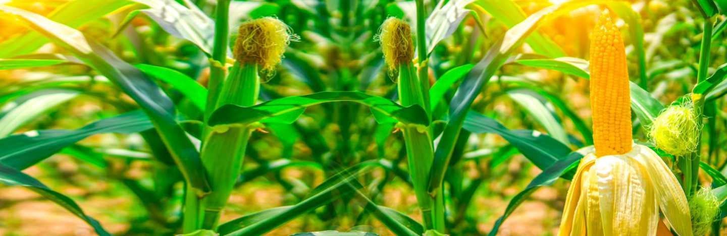 FMC offers a robust portfolio of Crop Protection & Nutrition solutions for Maize.