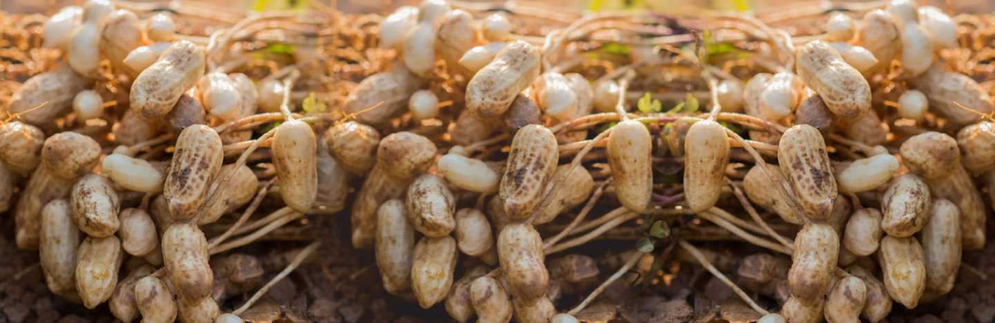 Growing Groundnut in India