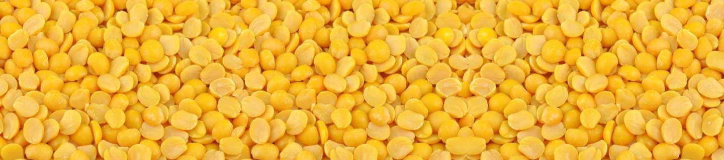 Pigeon Pea is an erect, short-lived perennial leguminous shrub.