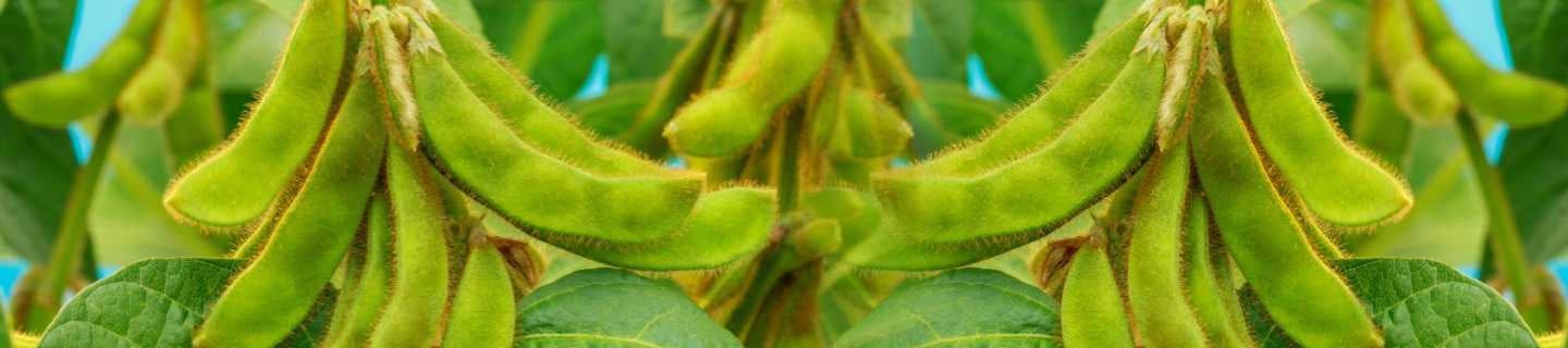 Growing Soybean in India