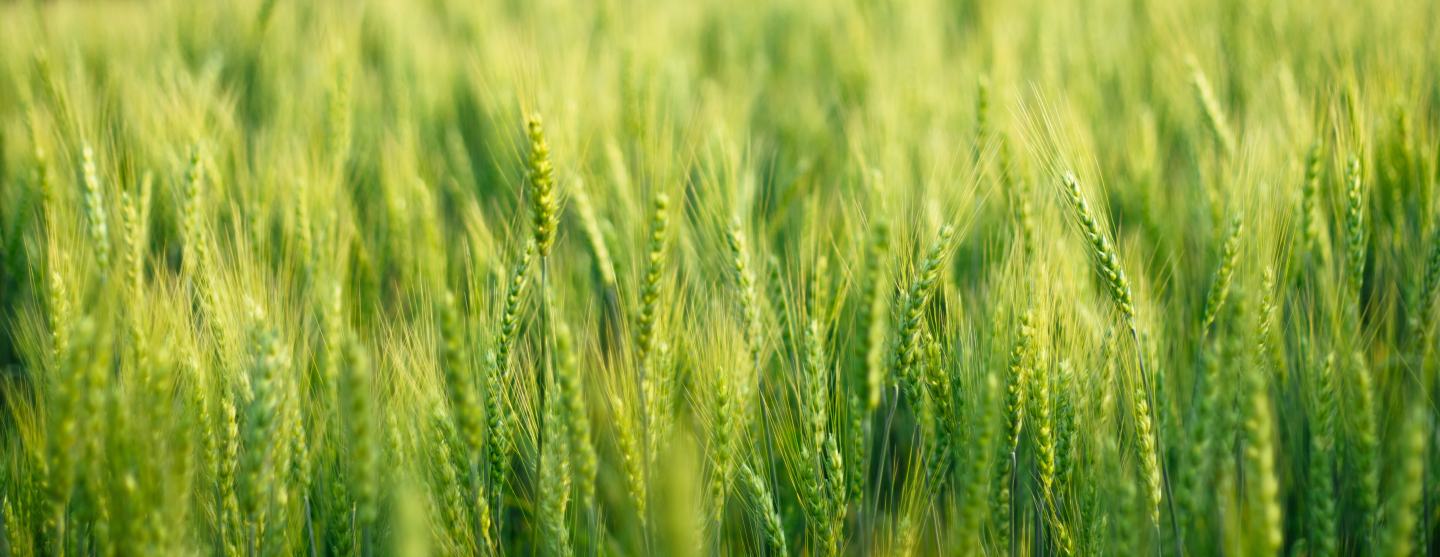 Wheat