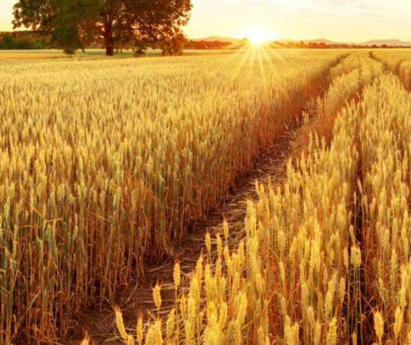 Wheat
