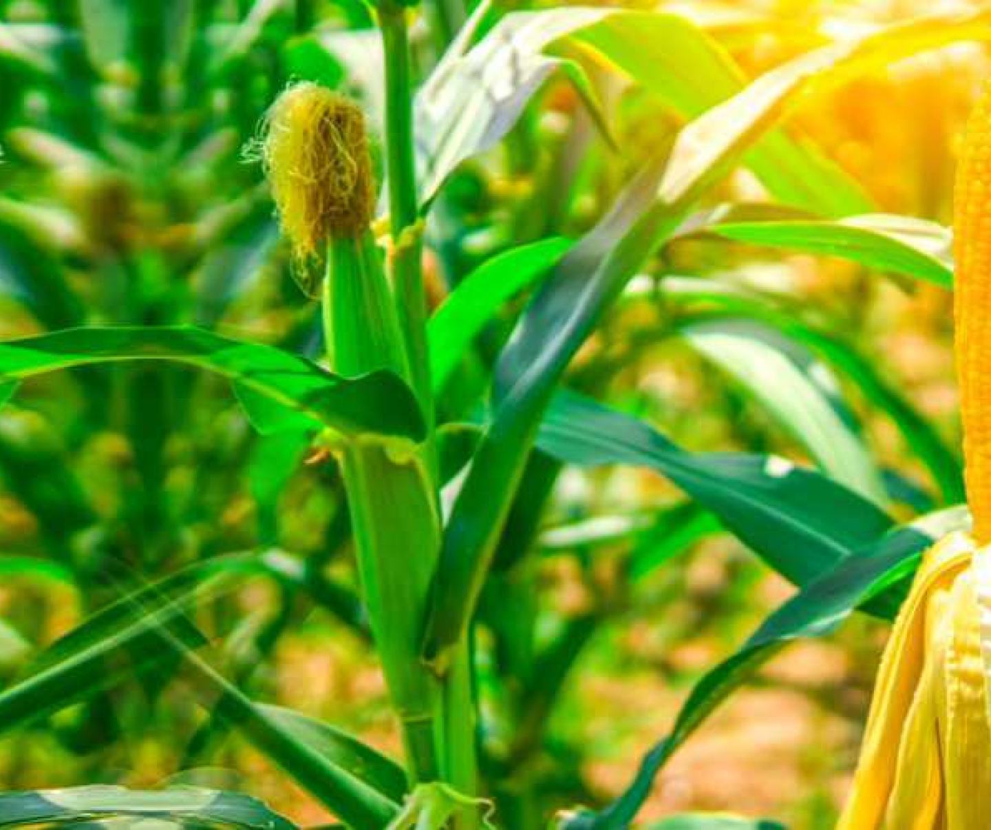 Maize