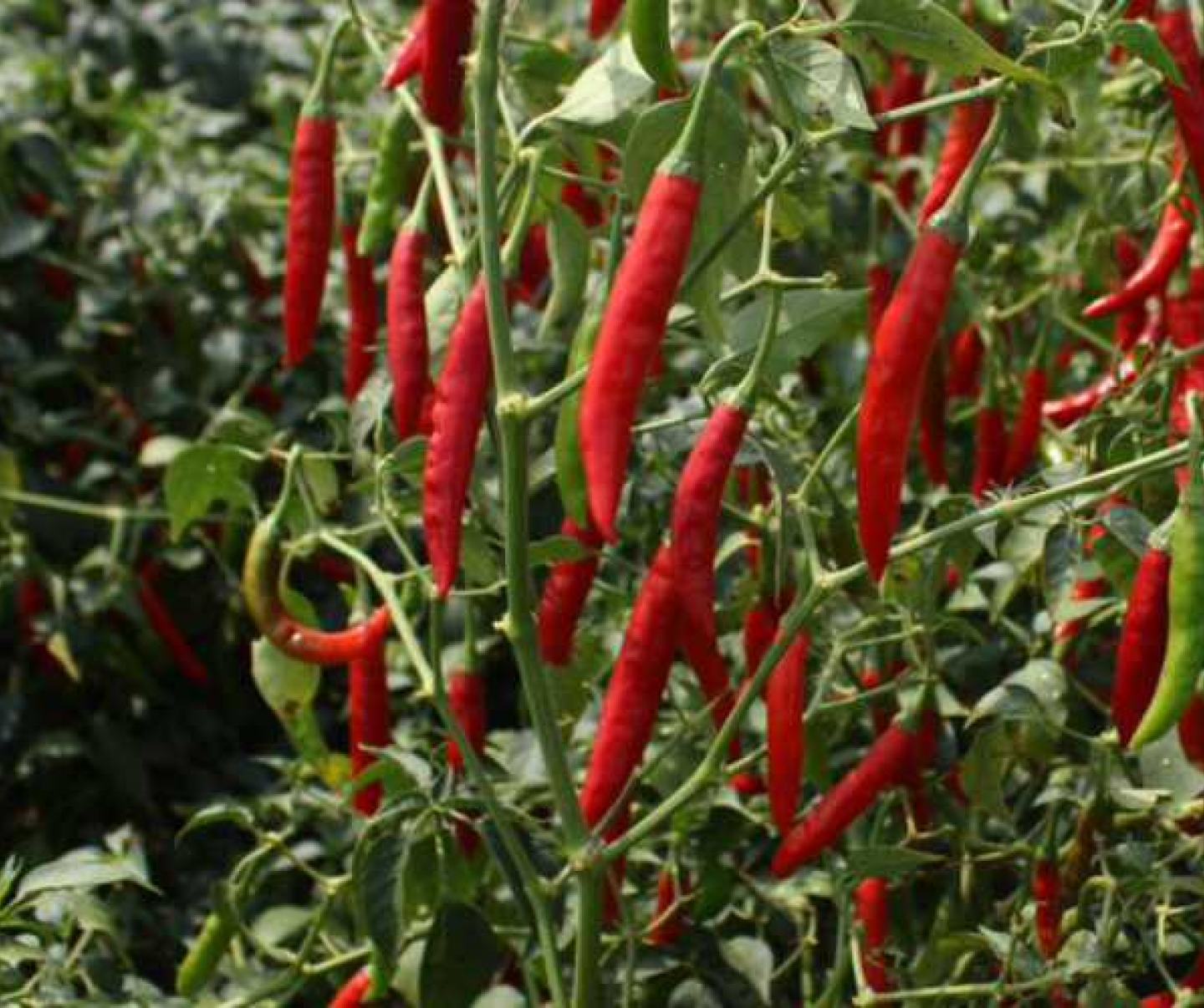 Chili
