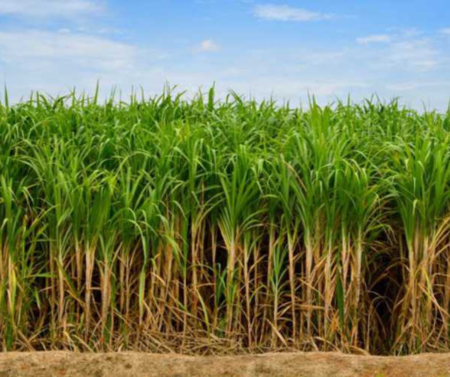 Sugarcane