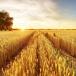 Wheat cultivation in India traditionally been dominated by the northern region of India.