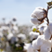 India is the second largest producer of Cotton in the world.