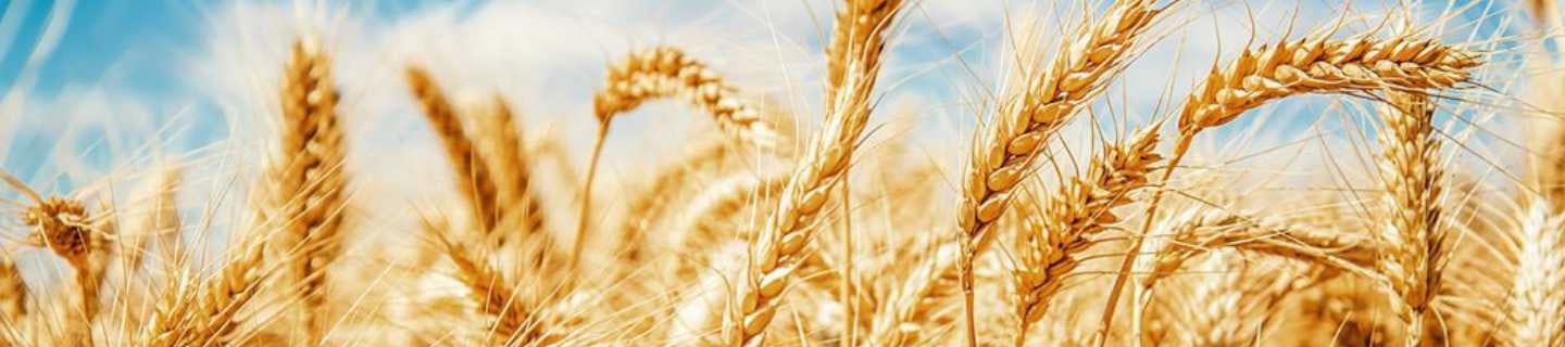 FMC's insecticide portfolio consists of leading products for Paddy crop.