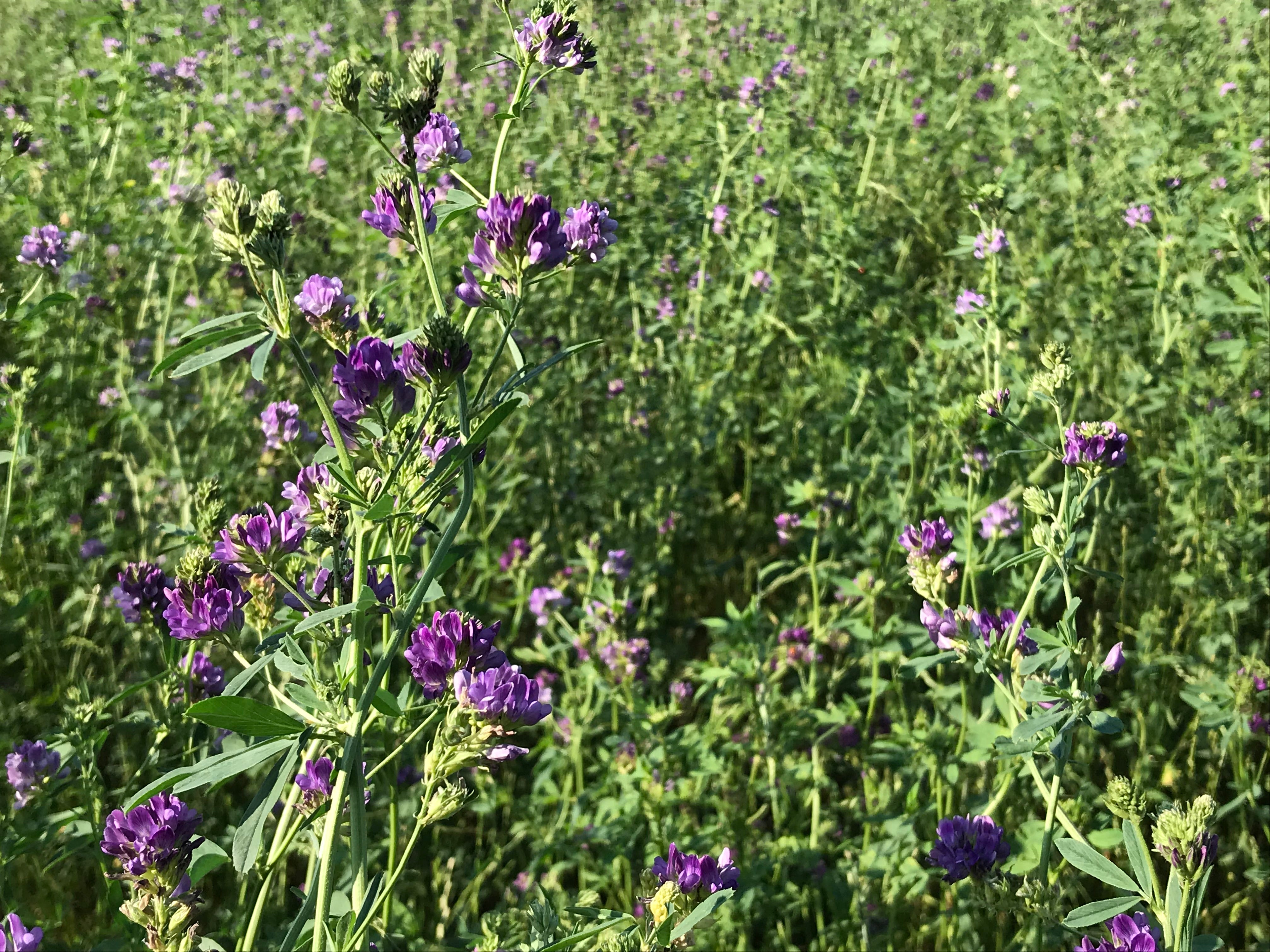 Harmony® 50 SX®, erba medica