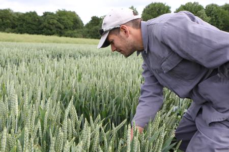 Campo di grano, raccogliere spiga di grano