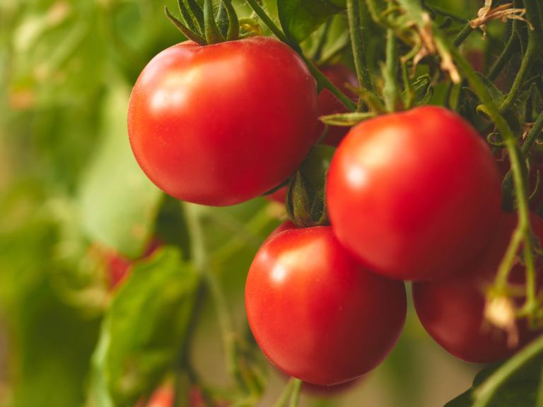 red tomatoes
