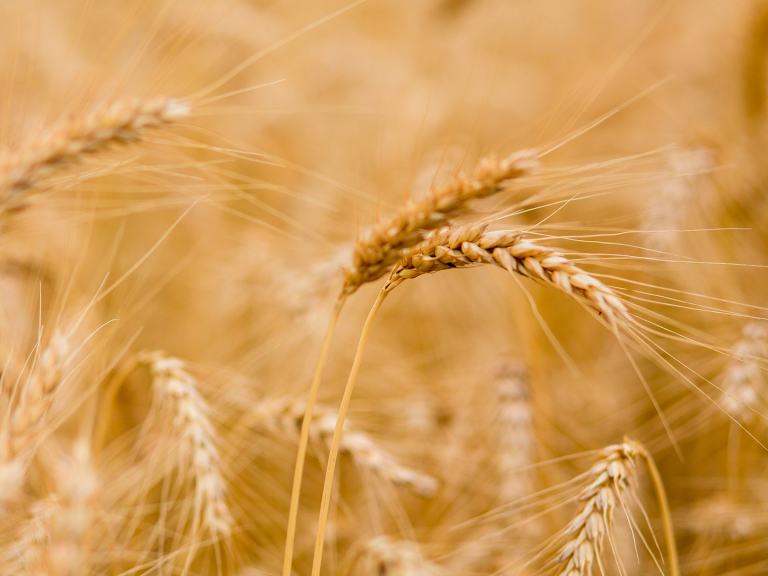 Beflex: nuovi protagonisti nei diserbi autunnali dei cereali 