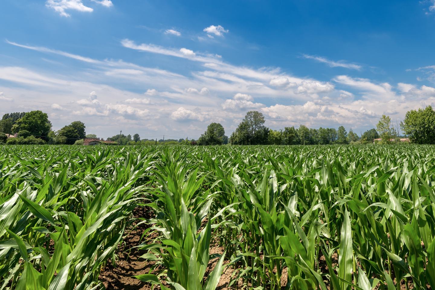 Mais, Coragen® Mais
