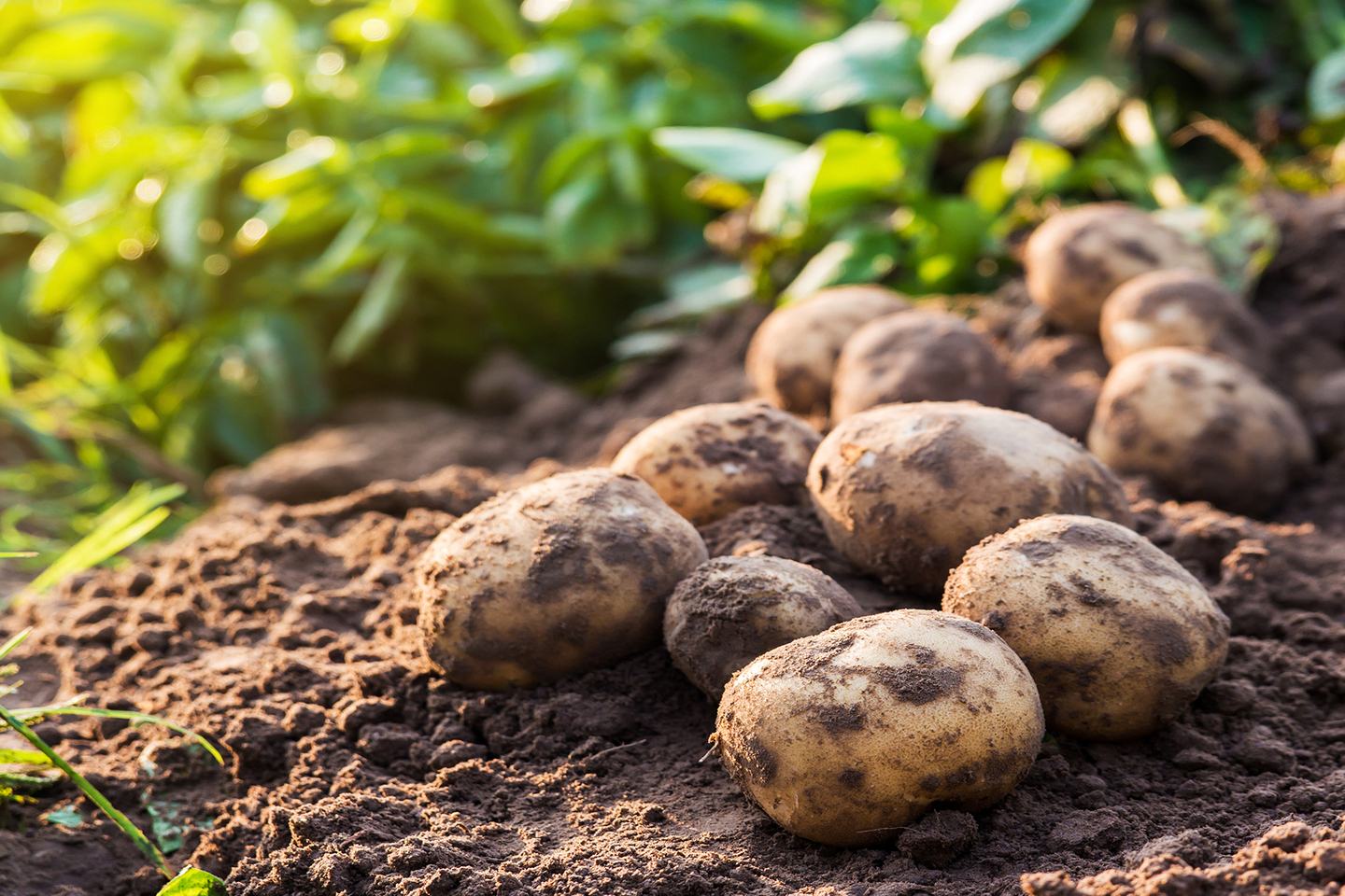 Patata, Spotlight® Plus