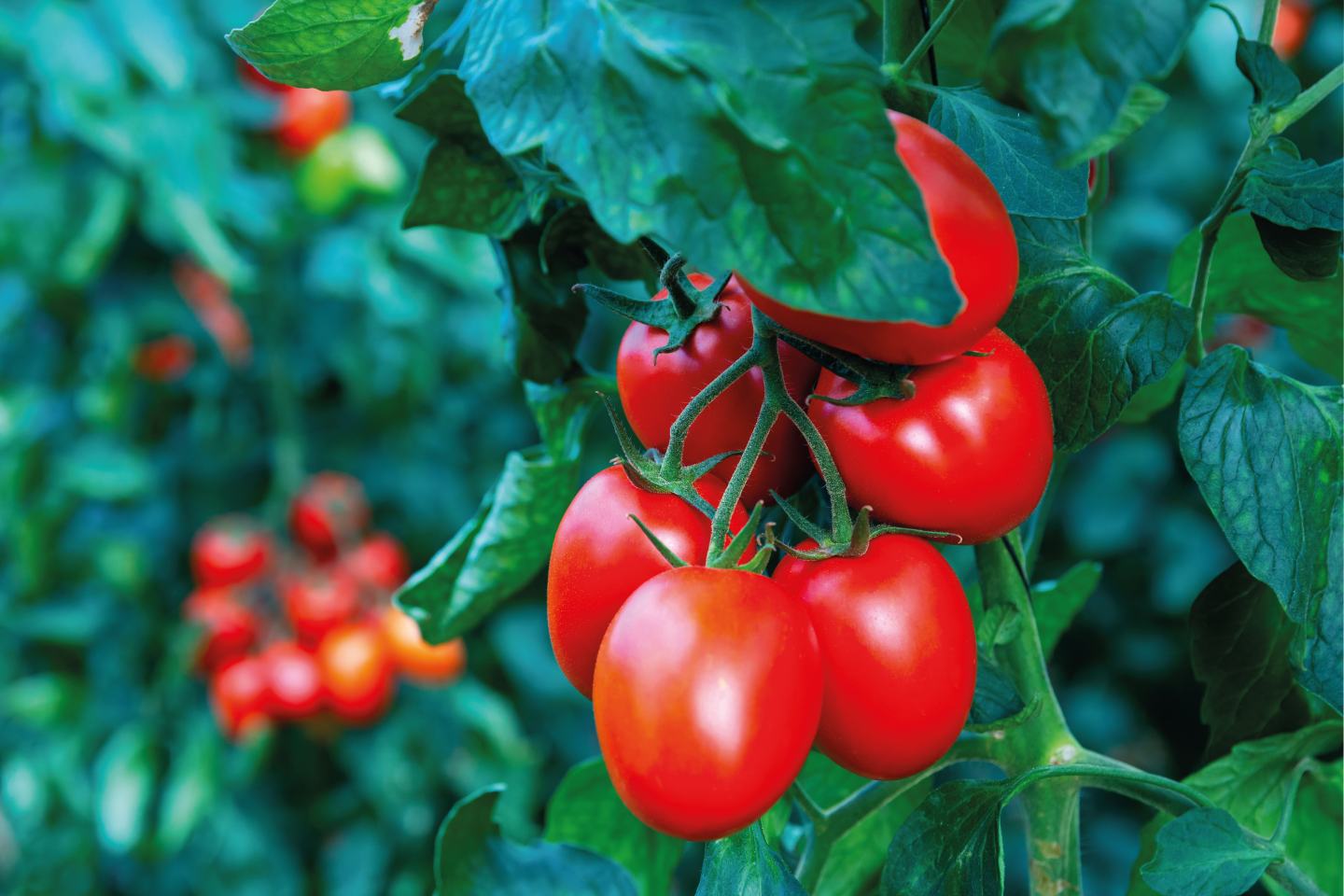 Pomodoro da industria, Altacor