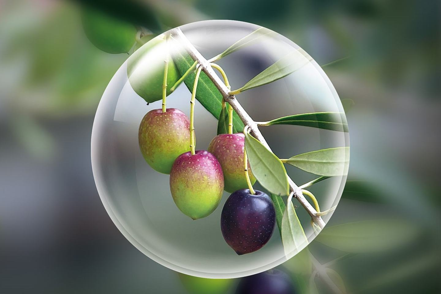 Olivo, Exirel® Bait