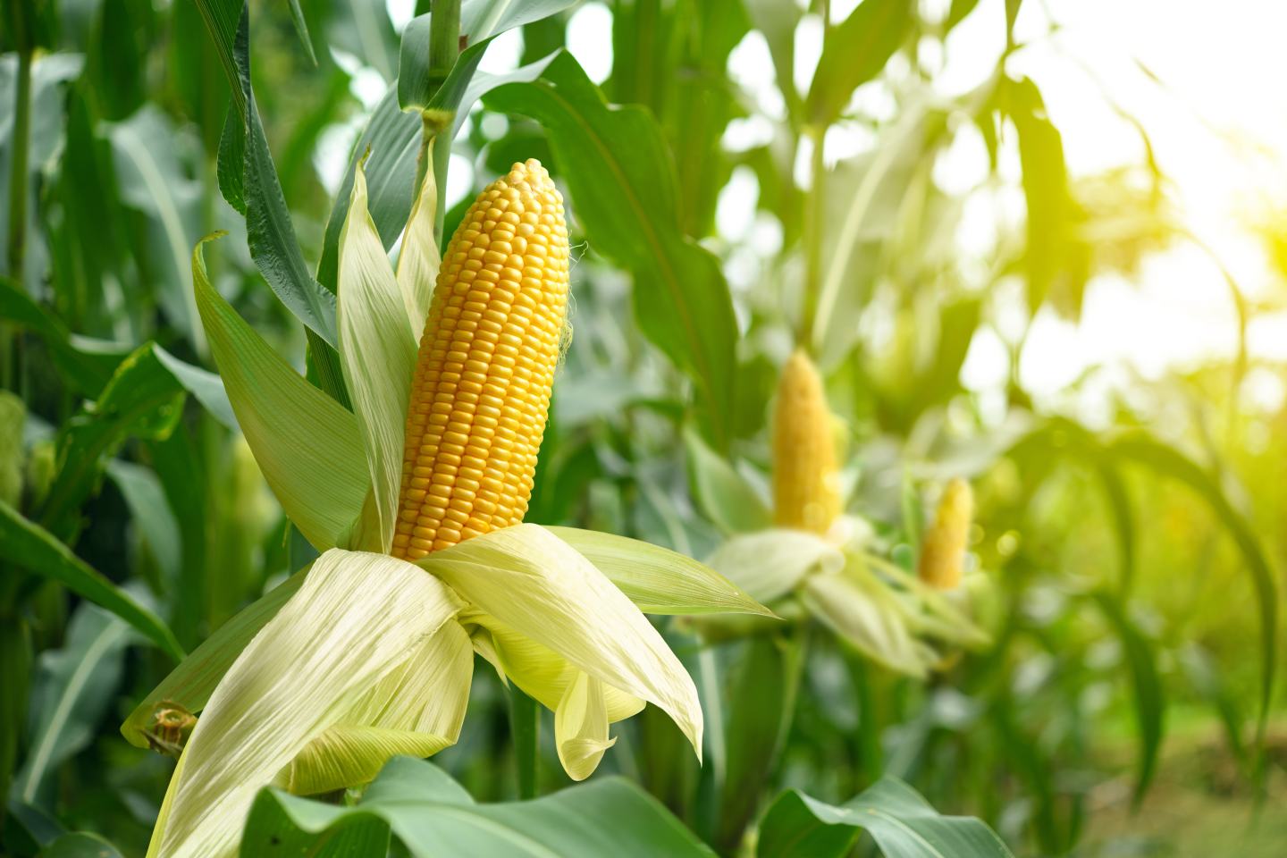Corn