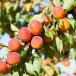 Nettarine