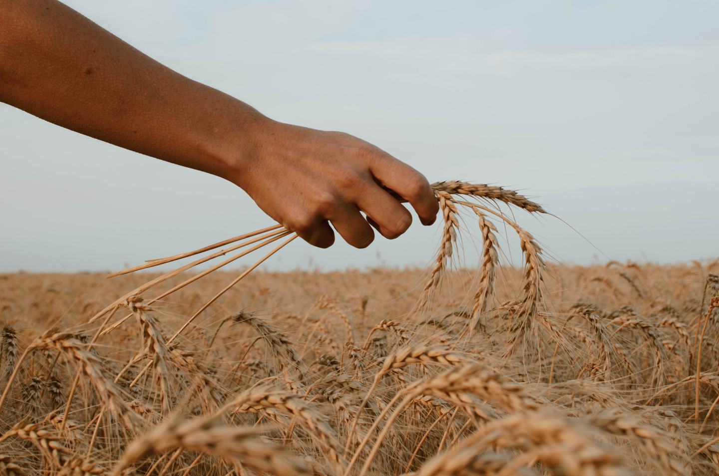 Spiga di grano