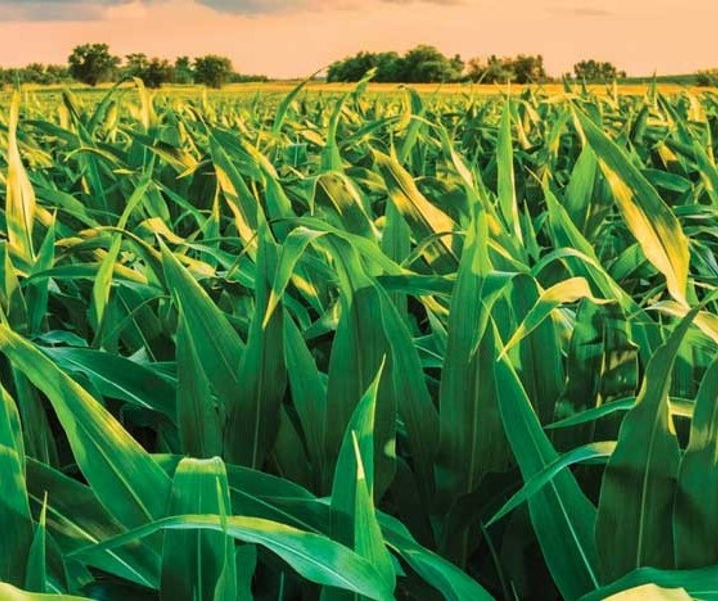 Green maize in field